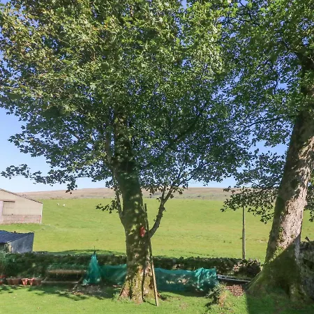 Sycamore